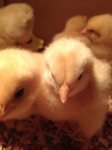 20140324_211104225_iOS