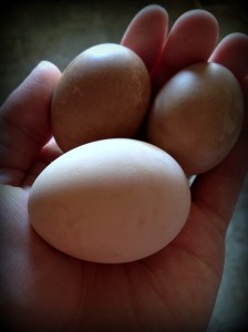 Eggs